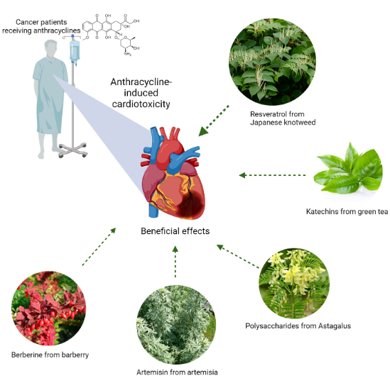 پتانسیل مواد طبیعی گیاهی در محافظت از قلب در برابر سمیت قلبی ناشی از آنتراسایکلین